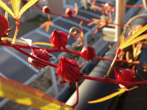 Hibiscus Cocktail Purple