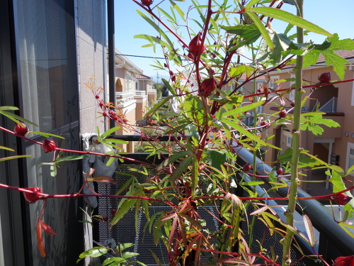Hibiscus Cocktail Purple