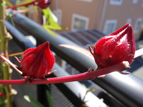 Hibiscus Cocktail Purple