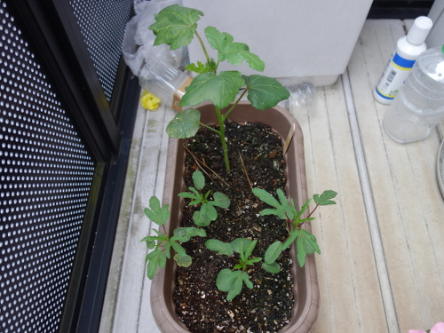 Hibiscus Cocktail purple Seedling