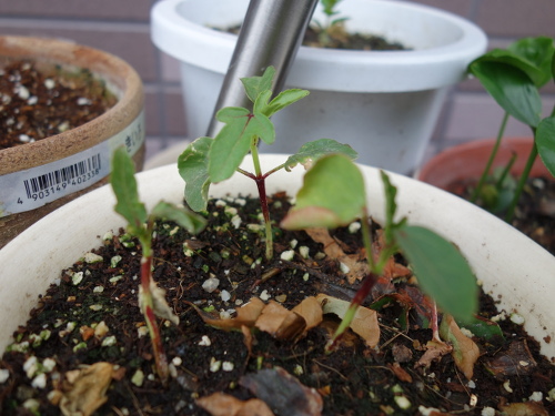Hibiscus Cocktail Purple