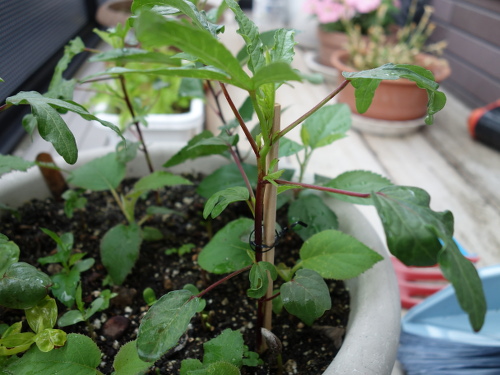 Sun Fuji Apple Seedling