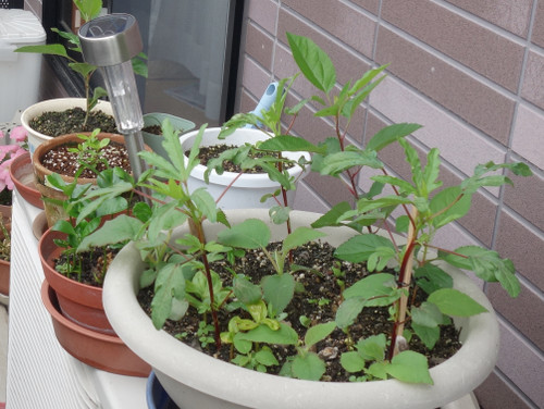Hibiscus Cocktail purple Seedling