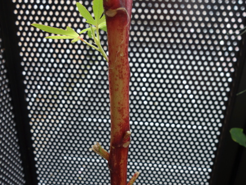 Hibiscus Cocktail Purple