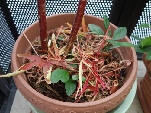 Hibiscus Cocktail Purple