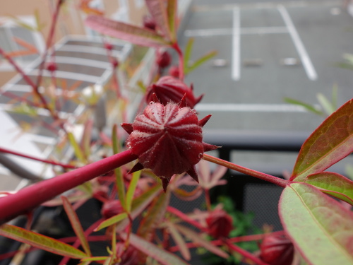 Hibiscus Cocktail Purple