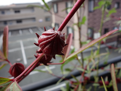 Hibiscus Cocktail Purple