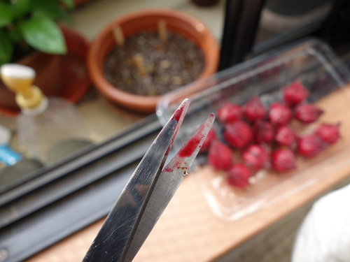 Hibiscus Cocktail Purple