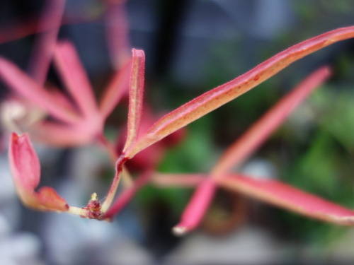 Hibiscus Cocktail Purple