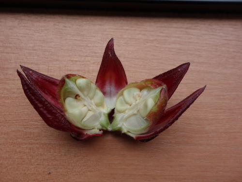 Hibiscus Cocktail Purple