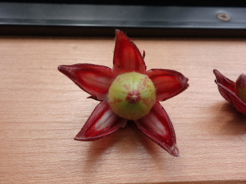 Hibiscus Cocktail Purple