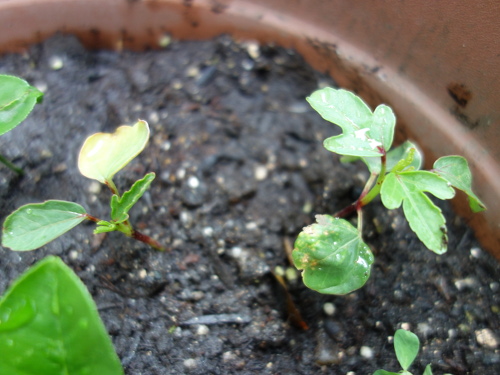 Hibiscus Cocktail purple Seedling