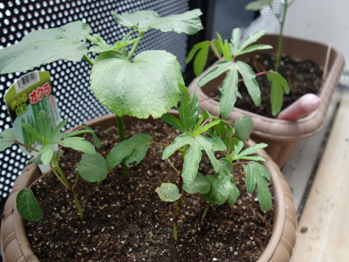 Hibiscus Cocktail Purple
