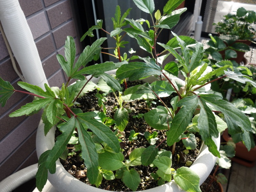 Hibiscus Cocktail Purple