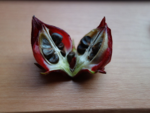 Hibiscus Cocktail Purple