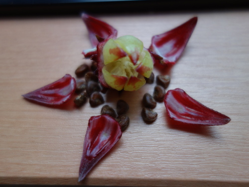 Hibiscus Cocktail Purple