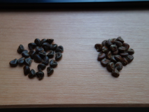 Hibiscus Cocktail Purple