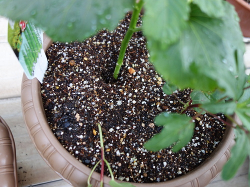 Sun Fuji Apple Seedling