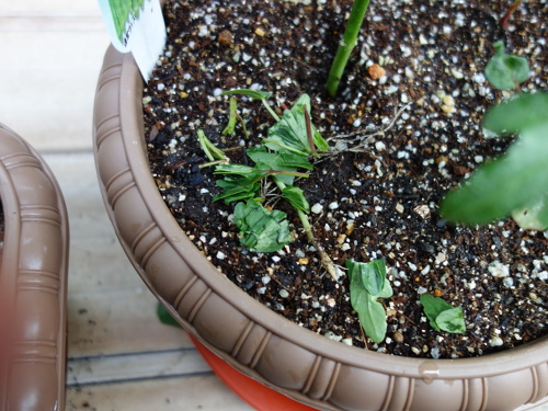 Hibiscus Cocktail Purple