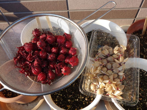 Hibiscus Cocktail Purple