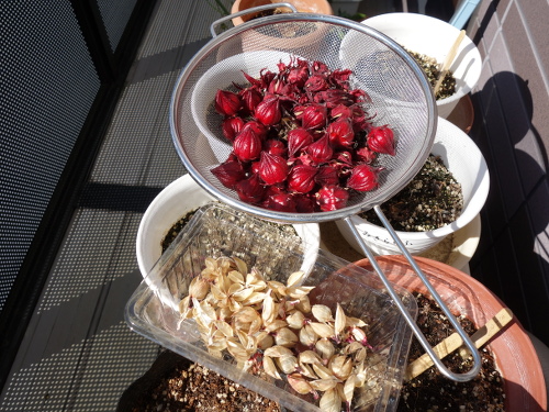 Hibiscus Cocktail Purple