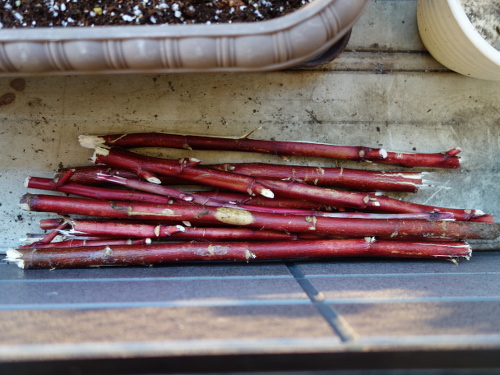 Hibiscus Cocktail Purple