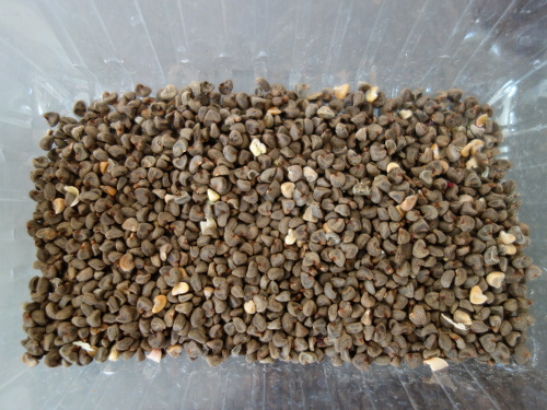 Hibiscus Cocktail Purple