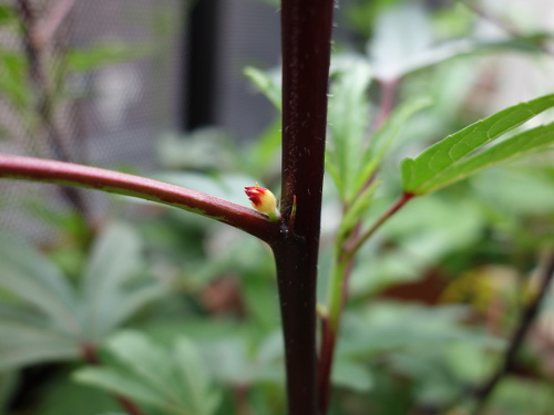 Hibiscus Cocktail Purple