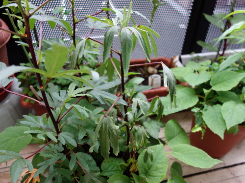 Hibiscus Cocktail Purple