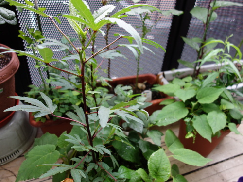 Hibiscus Cocktail Purple