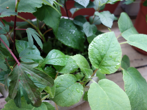 Hibiscus Cocktail Purple