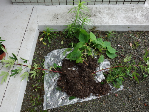 Hibiscus Cocktail Purple