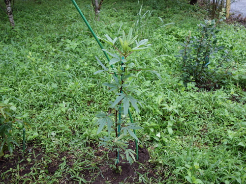 Hibiscus Cocktail Purple