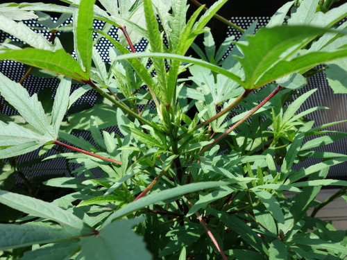 Hibiscus Cocktail Purple