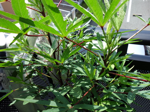 Hibiscus Cocktail Purple