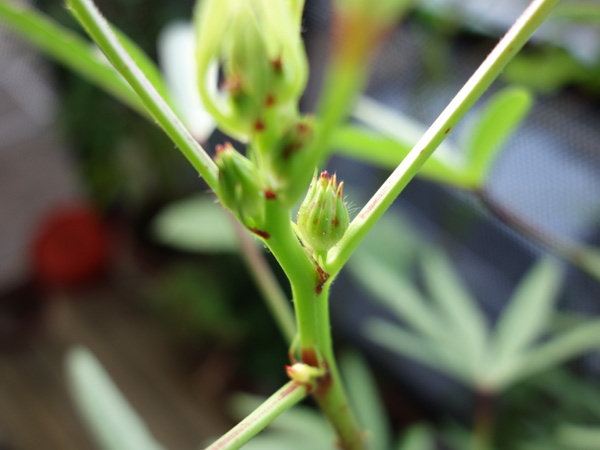 Hibiscus Cocktail Purple