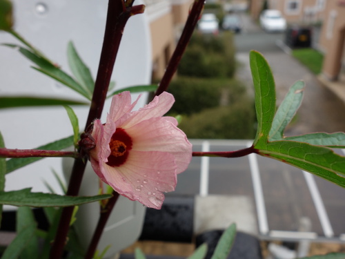Hibiscus Cocktail Purple