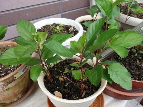 Sun Fuji Apple Seedling