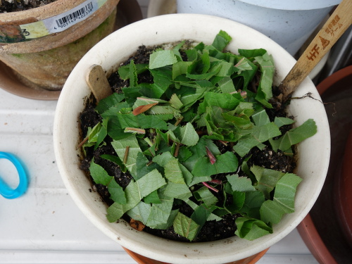 Sun Fuji Apple Seedling