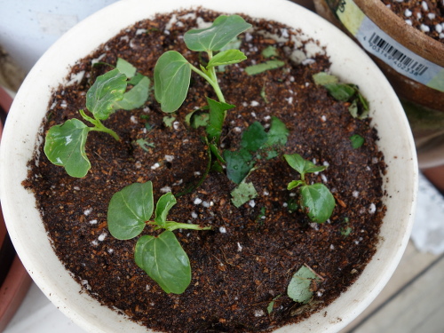 Hibiscus Cocktail purple Seedling