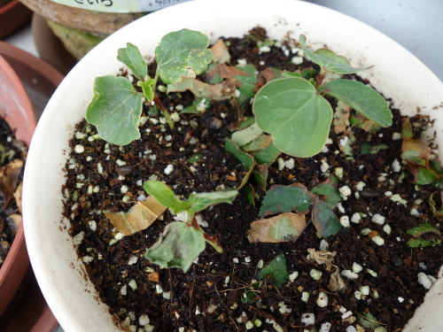 Hibiscus Cocktail Purple