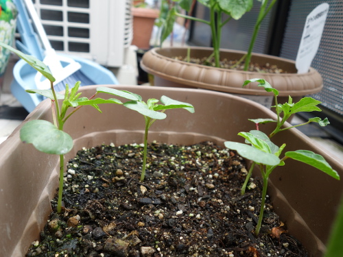 Hibiscus Cocktail Purple