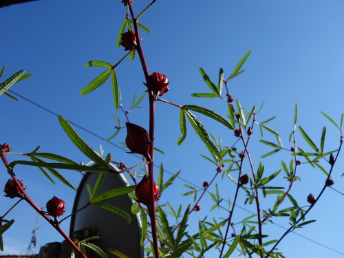 Hibiscus Cocktail Purple