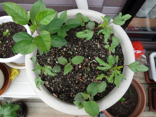 Hibiscus Cocktail purple Seedling