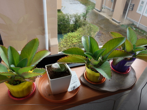 Kalanchoe Growing of 3rd Generation