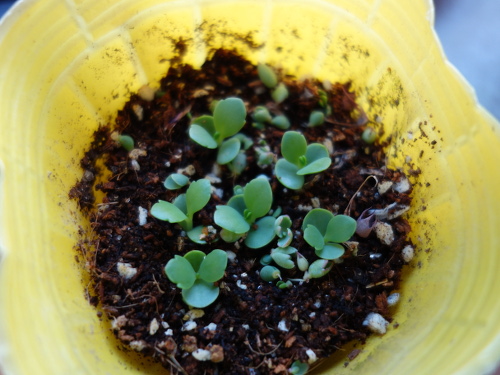 Kalanchoe Growing of 3rd Generation