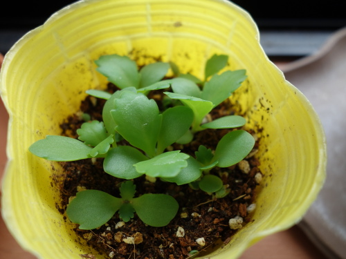 Kalanchoe Growing of 3rd Generation