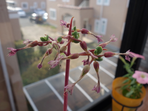 Kalanchoe Growing of 3rd Generation
