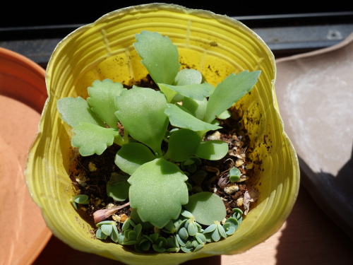 Kalanchoe Growing of 3rd Generation