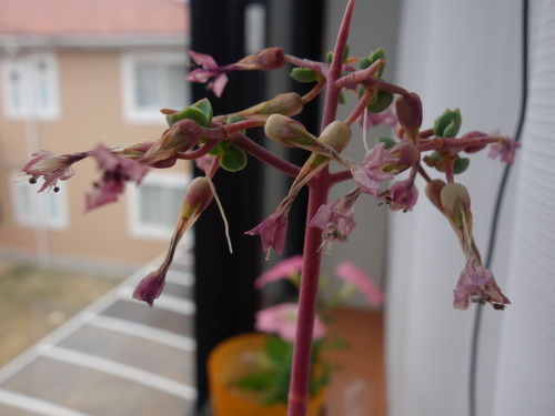 Kalanchoe Growing of 3rd Generation